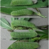 pleb maracandicus larva4 volg1